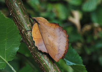 Kupferglucke (Gastropacha quercifolia ) - © Leo Kuzmits